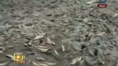نفوق أطنان الأسماك لانقطاع المياه عن المزارع بالقنطرة (فيديو)
