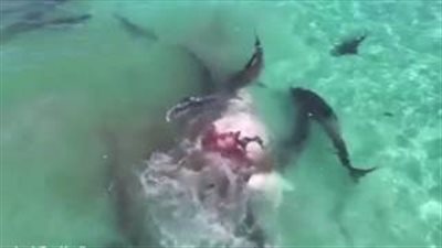 بالفيديو والصور.. 70 سمكة قرش تفترس حوتا قبالة سواحل أستراليا