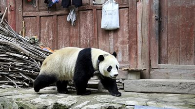 باندا تقتحم منازل القرويين في الصين (صور)