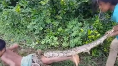 بالفيديو.. طفلان يصطادان ثعابين بيديهما