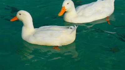 الغرفة التجارية تتوقع ارتفاع أسعار البط بأنواعه فى الكريسماس