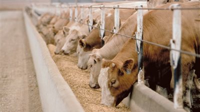 استراليا مستعدة لتلبية مطالب السوق السعودية من الحبوب والمواشي