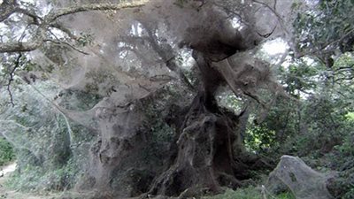 بالصور.. أكبر شبكة عنكبوت في العالم