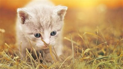 دهستها سيارة.. قطة بأطراف اصطناعية تتحول إلى 