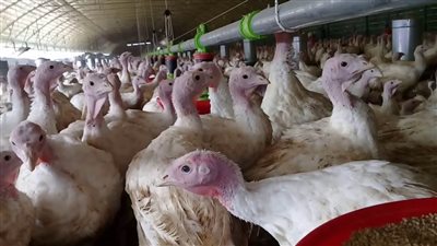 توقعات بارتفاع أسعار الرومي مع احتفالات الكريسماس