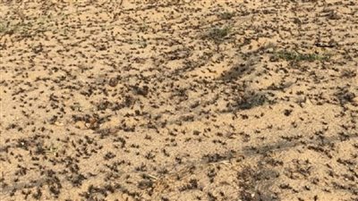 أسراب من الجراد تغزو السعودية (فيديو)