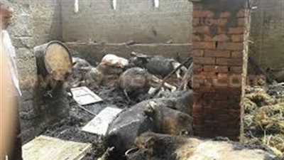 حريق يتسبب في نفوق 61 رأس ماشية بالأقصر