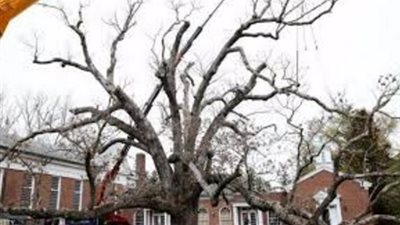 فنان روماني يلون مئات الأشجار احتجاجا على القطع الجائر للأخشاب