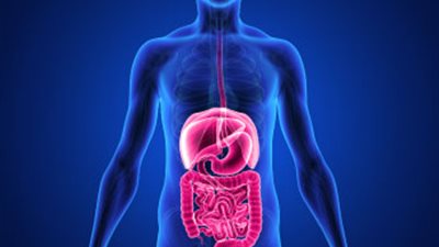 علماء أمريكيون يحققون تقدما كبيرا في هندسة أنسجة الجهاز الهضمي