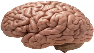 إصابات المخ في منتصف العمر تزيد من فرص الخرف