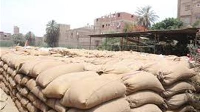 التحفظ على 5459 إردب قمح لإصابتها بـ«خنفساء الصعيد» ببني سويف