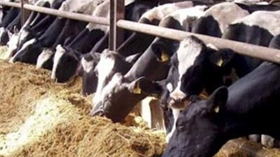 «جاد المولى»: استيراد 37 ألف رأس ماشية لموسم عيد الأضحى