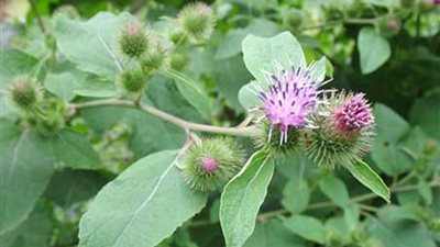 اكتشاف 2034 نوعا جديدا من النباتات في بريطانيا