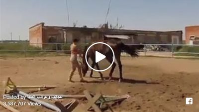 شاهد.. ماذا فعلت فتاة فشلت في الصعود فوق ظهر حصان