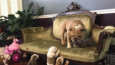 بالفيديو والصور.. كلب يحاول الفرار من صغاره التسعة