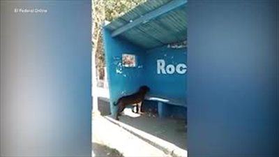 كلب يقضي 3 أيام يحدق في جدار يثير الحيرة (فيديو)