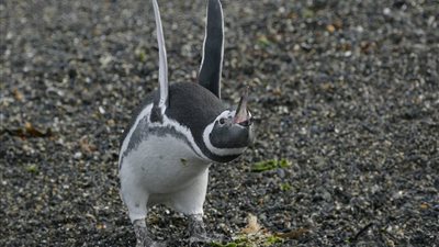 بالصور.. أفضل الصور الكوميدية للحياة البرية عام 2017