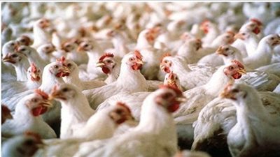 24 جنيها سعر كيلو الدواجن البيضاء بالمزارع