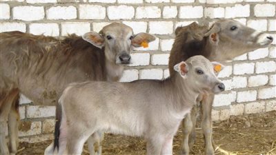 منتفعو مشروع البتلو بين مطرقة انهيار أسعار الماشية وسندان سداد القروض.. ومطالب لإعفاء المربين من السداد لمدة عام