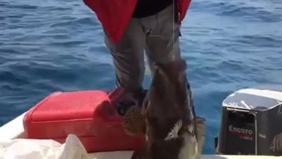 محمد فؤاد يحاول الخروج من مشكلاته مع تامر عبد المنعم باصطياد الأسماك