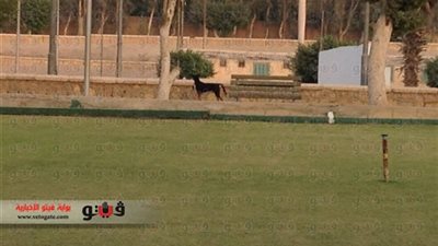 «الشمس» يتفق مع شركة بيطرية للتخلص من الكلاب الضالة