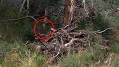 شاهد.. رجل يلتقط صورة واضحة لـ«عفريت» بأستراليا