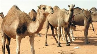 وصول 3090 رأس إبل حية لموانئ البحر الأحمر من «جيبوتي»