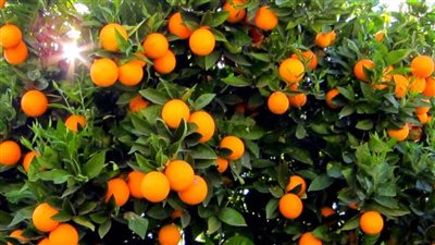 الحجر الزراعي: فتح سوق لصادرات الموالح المصرية في الأرجنتين قريبا | فيديو