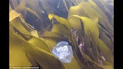 بالفيديو والصور.. قناديل البحر تحاصر غواصا في مشهد مميز