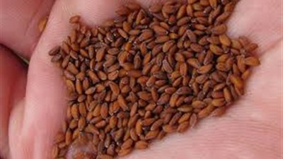 حب الرشاد يعالج 8 أمراض مزمنة ويقضي على هشاشة العظام