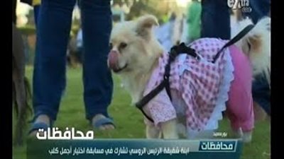 بالفيديو.. ابنة شقيقة «بوتن» تختار أجمل كلب بـ«بورسعيد»