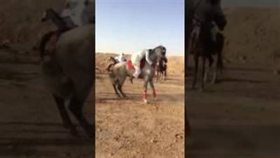 بالفيديو.. حصان يتسبب في سقوط مروع لشاب