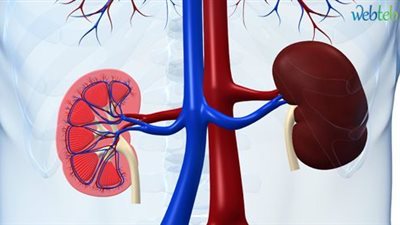 معهد السكر يعلن نتائج دراسة علمية تخفض مضاعفات المرض على الكلى والقلب