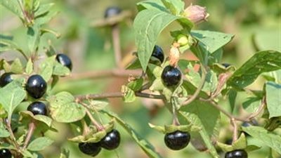 7 فوائد طبية لنبات «ست الحسن»