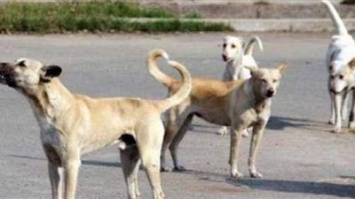 حجز دعوى استخدام «الإستركينين» في قتل الكلاب الضالة للتقرير