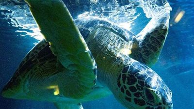 تناولوا لحم سلحفاة.. وفاة 19 شخصا وإصابة العشرات بحالات تسمم في مدغشقر