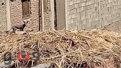 حيوان غريب يثير الذعر بالمنوفية | صور