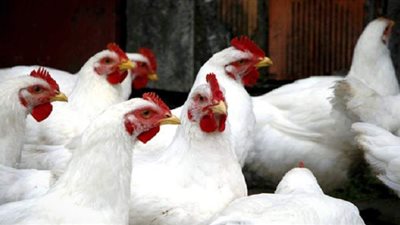 أسعار الدواجن اليوم السبت 20-3-2021 في الأسواق