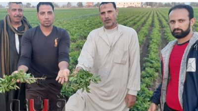 التقاوي الفاسدة.. كارثة تهدد مزارعي البطاطس في الغربية | فيديو