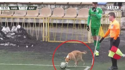 موقف طريف.. كلب يقتحم ملعبا وينفذ ركلة ركنية | فيديو