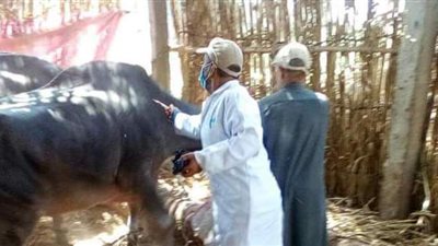 الزراعة تحاصر الحمى القلاعية والوادى المتصدع بـ ٦ ملايين جرعة أمصال ولقاحات