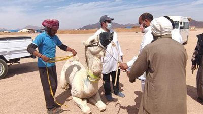 فحص 1076 هجنا في مضمار شرم الشيخ الدولي مجانا