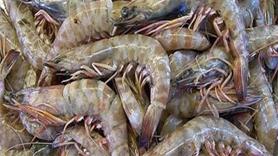 إعدام طن جمبري فاسد داخل مطعم أسماك شهير بالقاهرة