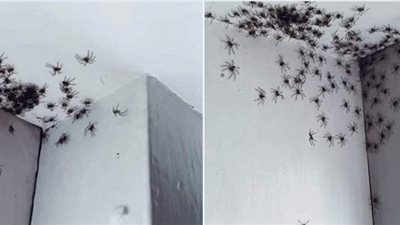 آلاف العناكب السامة تغزو شوارع ولاية أسترالية وتدفع المواطنين للفرار