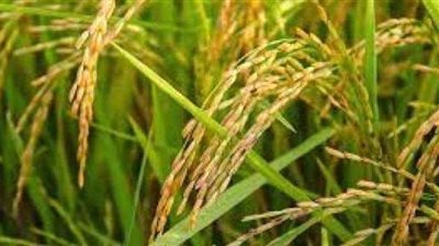 السيطرة على حريق نشب بمنزل في التحسينات بقنا