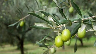 الزيتون ضحية التغيرات المناخية.. توقعات بانخفاض الإنتاجية بسبب تراجع برودة الشتاء