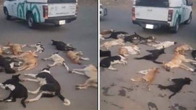 أول رد سعودي رسمي على فيديو تسمم الكلاب