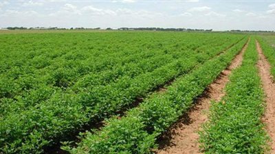 الريف المصري تعلن عن تيسيرات لواضعي اليد لتقنين اوضاعهم