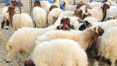 الصك بـ2000 جنيه.. الأوقاف تطلق مشروع صكوك الأضاحي