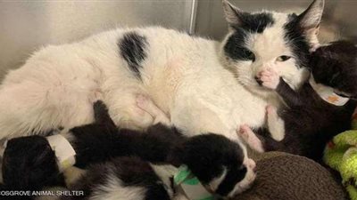 5 آلاف دولار لمن يدلي بمعلومات عن متهم بتعذيب قطة